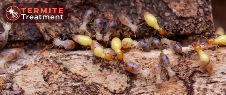 Termites on infested wood.