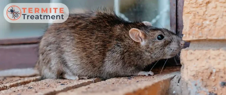 A rodent near a window.