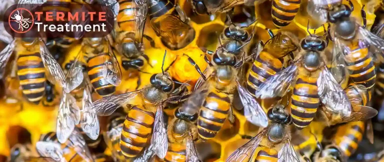 A close-up view of a swarm of honeybees.