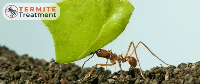 An ant carrying a leaf.