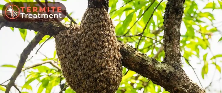 Termite nest in a tree.