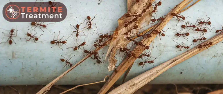Ants congregating on a piece of wood near a blue pipe.