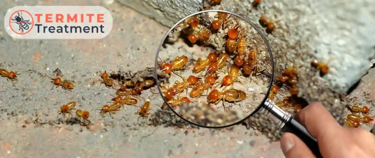 Close-up inspection of termites on infested area with magnifying glass indicating termite treatment service.