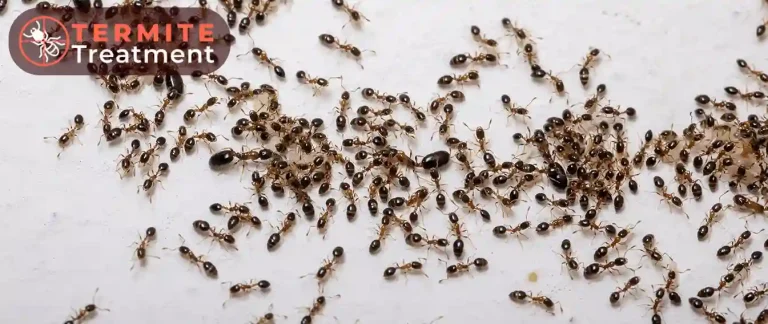A swarm of termites on a surface.