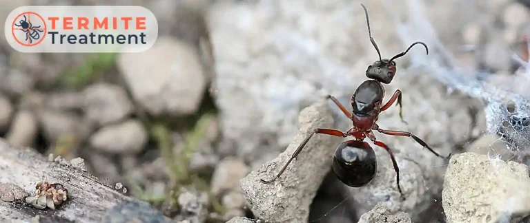 An ant on a rocky surface.