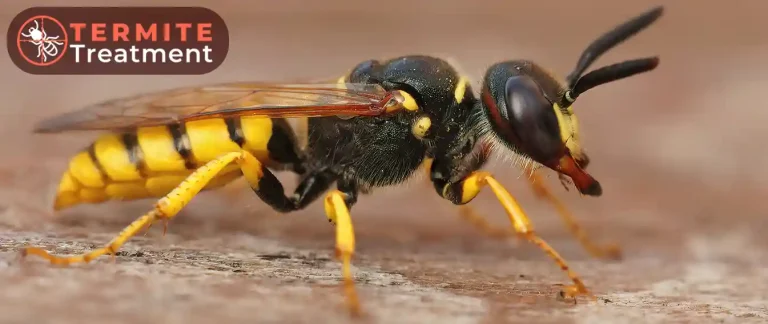 Close-up of a wasp on a wooden surface.