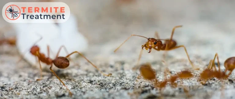 Pests near a termite treatment area.