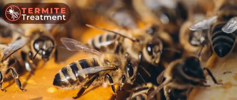 Photo of bees.