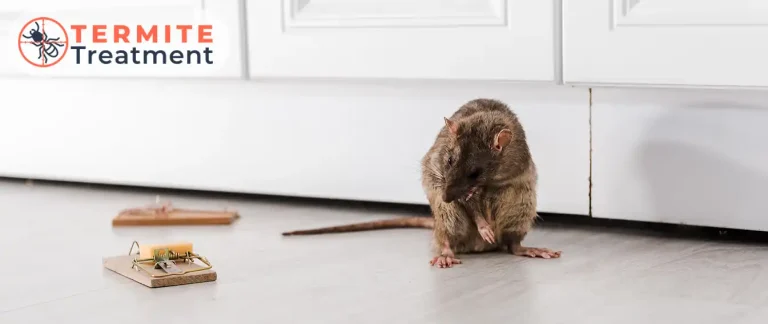 A rat near a mouse trap in a kitchen.