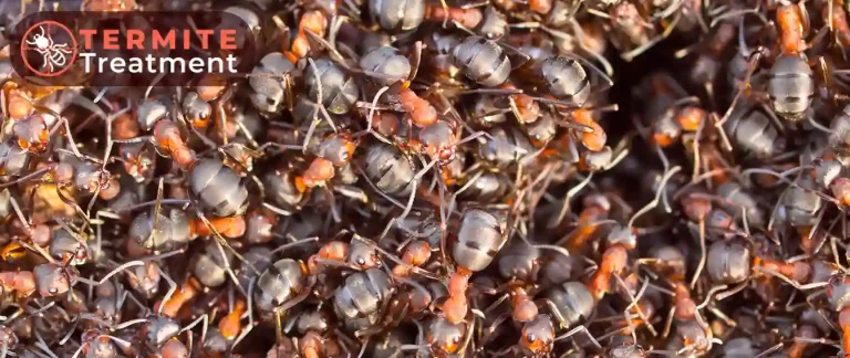 A swarm of termites.