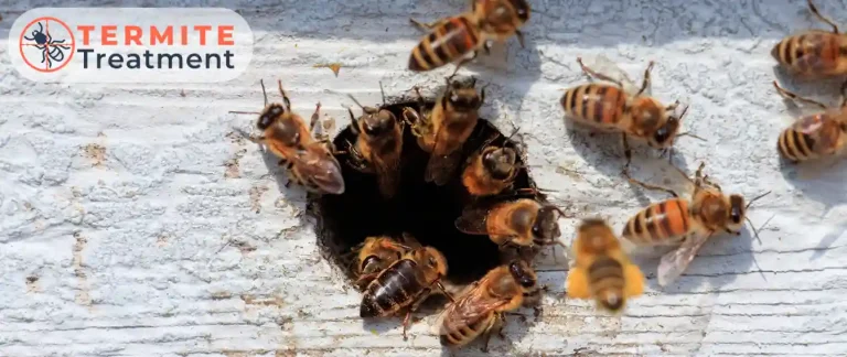 Bees entering a small hole in a wall.
