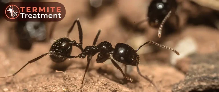 Close-up of an ant.