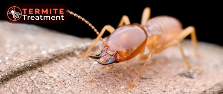 Close-up of a termite on a wooden surface.