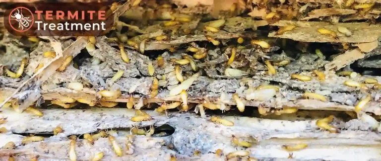 Termite infestation in damaged wood requiring treatment.